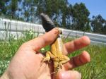 Tenerife Lizards (<i>Gallotia galloti galloti</i>) Adult male underside